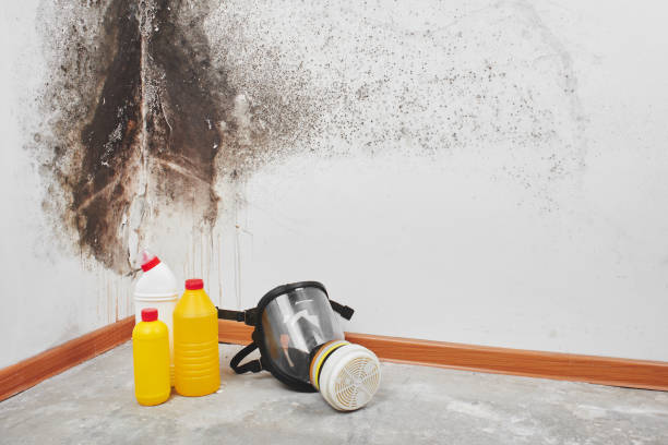 Best Residential Mold Removal  in Svis, IL
