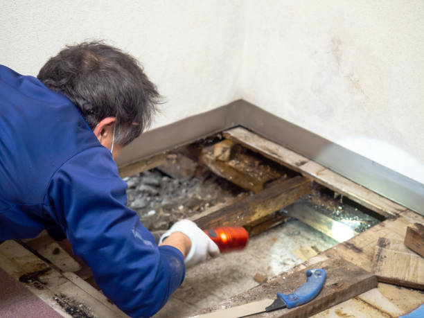 Best Professional Mold Removal  in Svis, IL