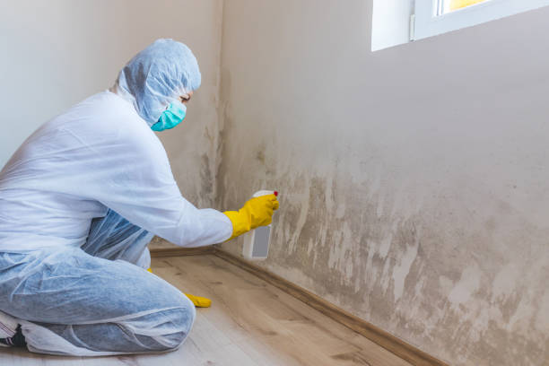 Best Attic Mold Removal  in Svis, IL