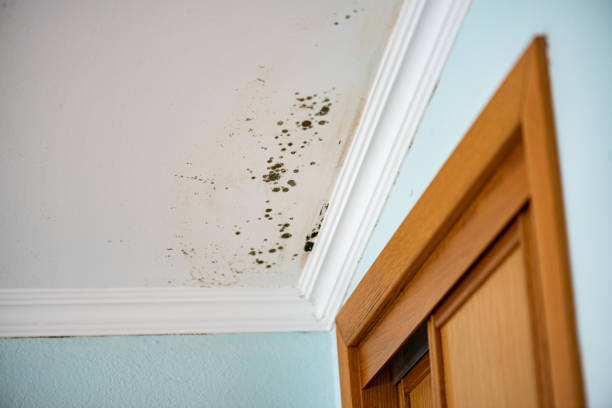 Best Mold Removal Near Me  in Svis, IL