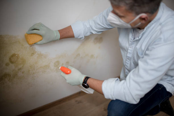 Best Local Mold Removal Service  in Svis, IL