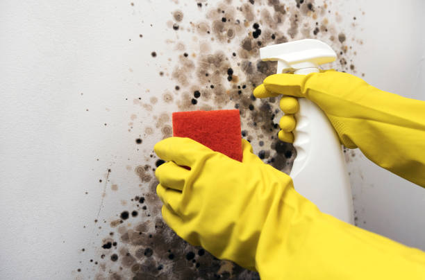 Best Water Damage Restoration  in Svis, IL