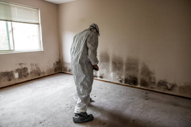 Best Commercial Mold Removal  in Svis, IL